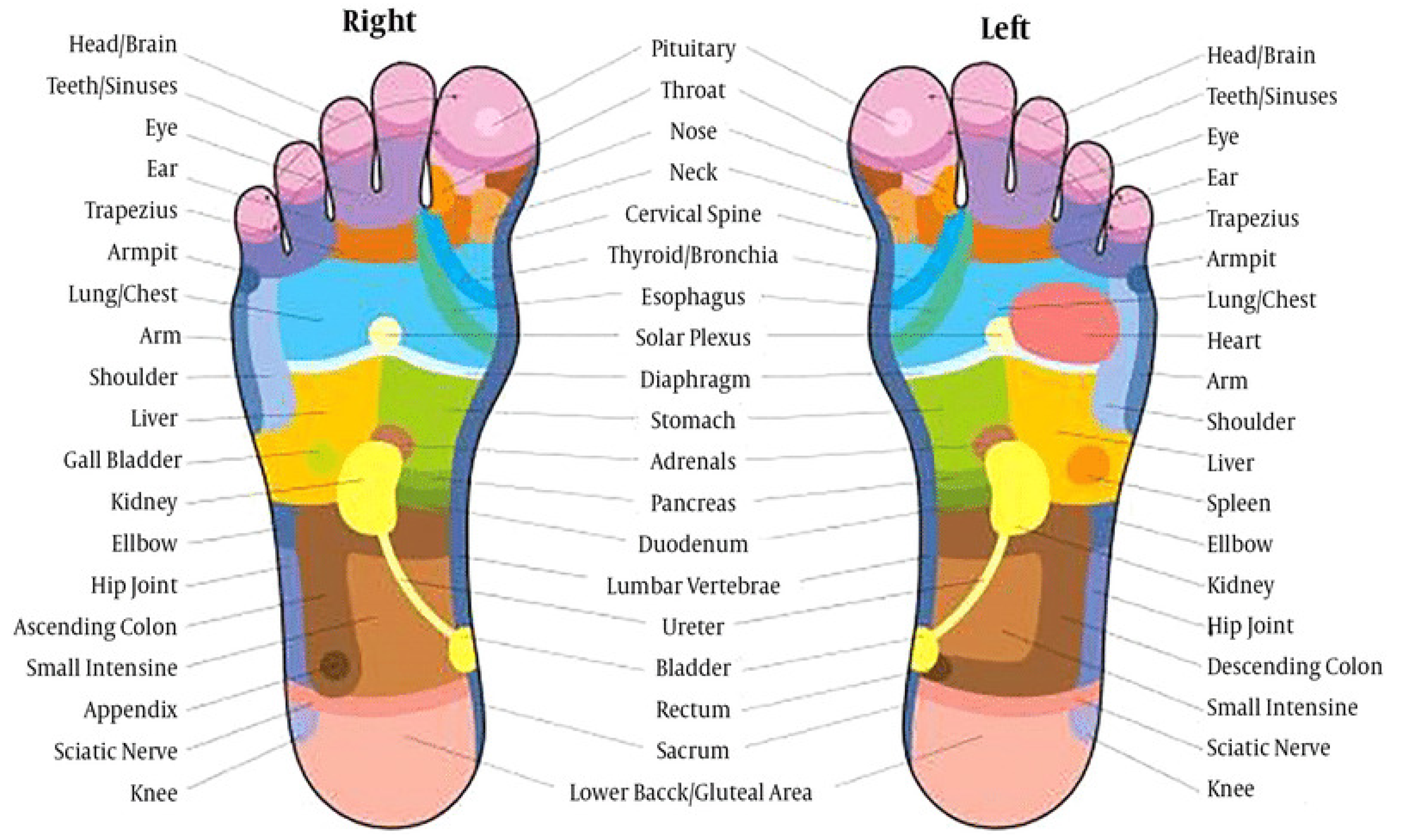 Foot reflexology zones based on Cai et al. (2023), Healthcare, 11, 9. https://doi.org/10.3390/healthcare11010009